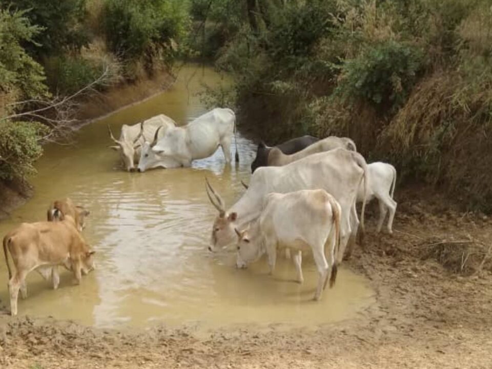 Proyecto de acceso al agua en comunidades rurales de Mali mediante rehabilitación de estanques en la región de Kayes
