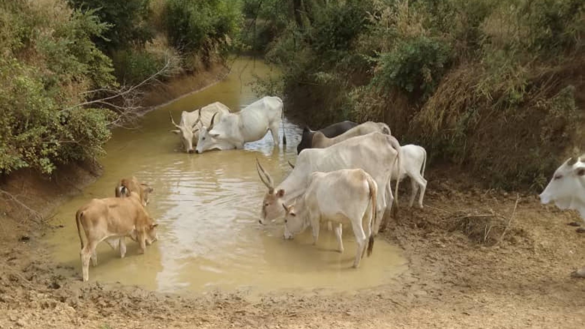 Proyecto de acceso al agua en comunidades rurales de Mali mediante rehabilitación de estanques en la región de Kayes